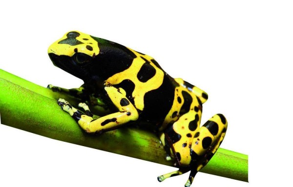 Crían por primera vez en Panamá rana venenosa