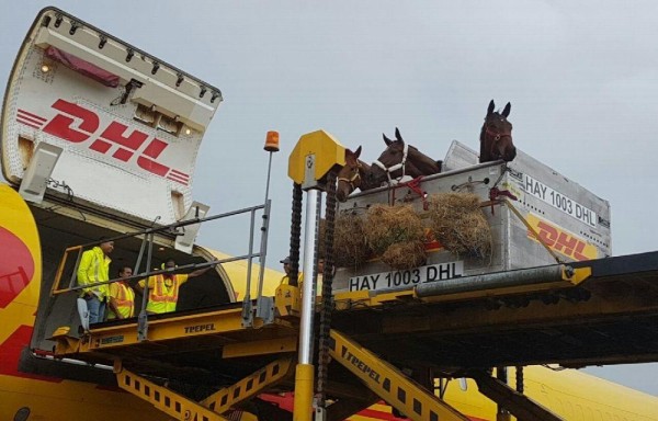 La reconocida línea aérea DHL fue la que los transportó.