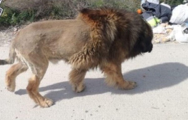 Terror en Murcia por un perro con aspecto de león