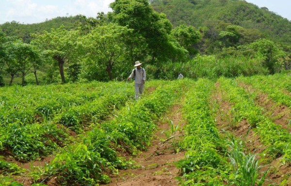 Productores contarán con más ayuda.