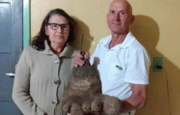 Papa mutante en forma de pie humano