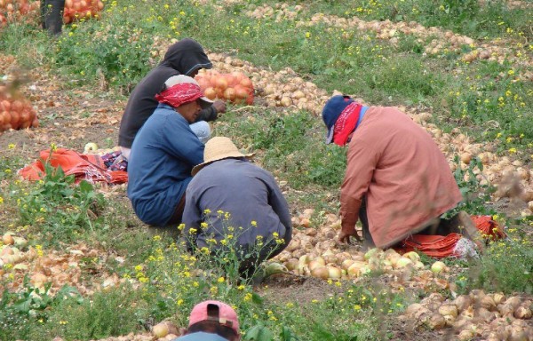 Buscan aumentar la siembra promoviendo el uso de semilla que tenga mejor rendimientos.