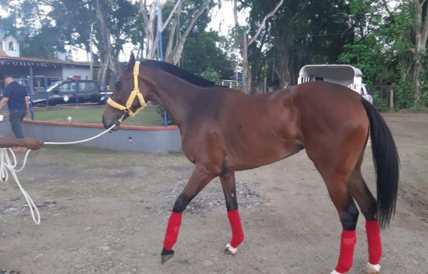 ‘Saturday', competirá en el Clásico Internacional del Caribe.