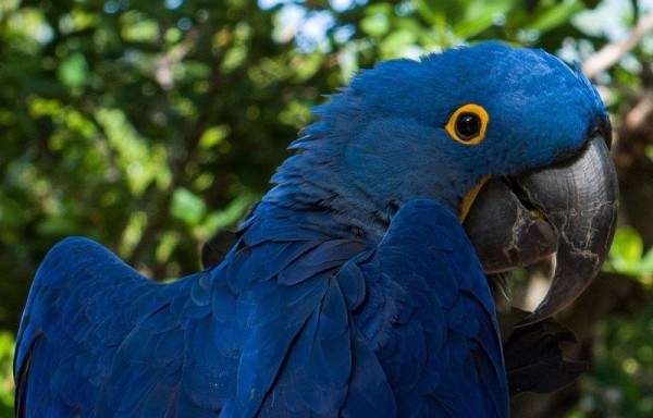 Este tipo de aves habita en las selvas de buena parte de Brasil, Bolivia y el norte de Paraguay por su boscosidad.