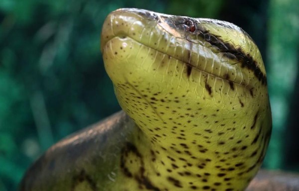 El reptil se alimentaba cada cuatro meses.