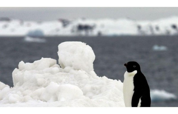 Los pingüinos están pasándola en la Antártida, pues al no tener alimento tienen que comer lo que sea para sobrevivir.