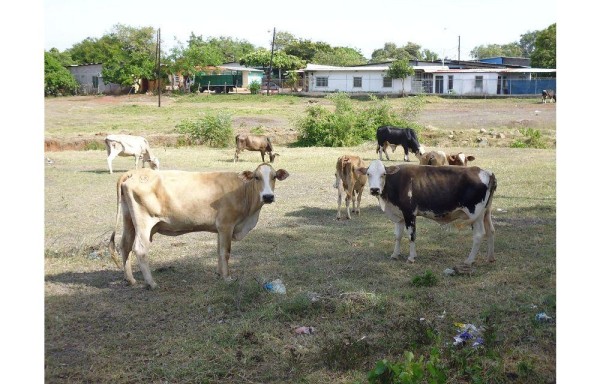 Los animales son sacrificados y vendidos