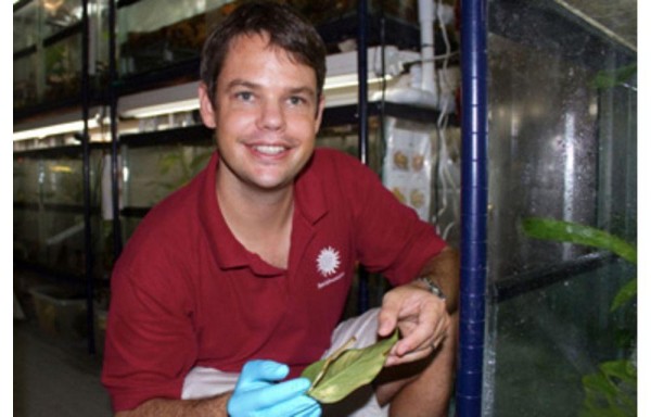 Crían por primera vez en Panamá rana venenosa