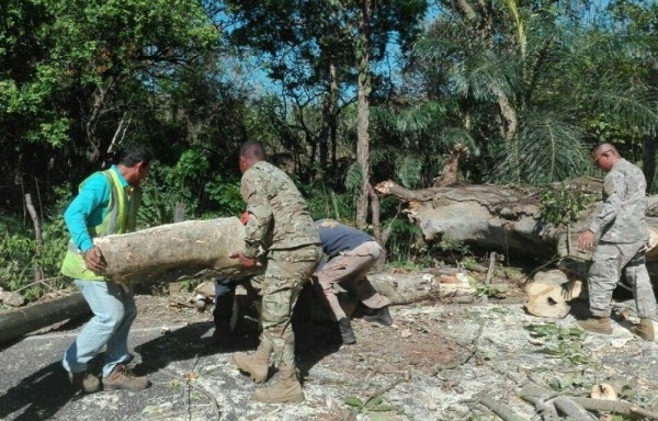 Caída de árbol en David, Chiriquí.