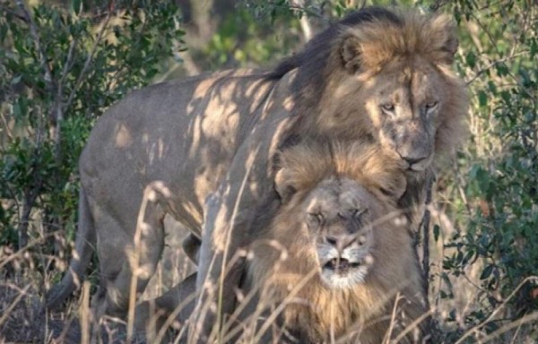 Gobierno de Kenia pide terapia para ‘leones gays'