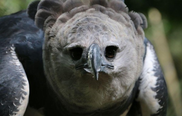 El cumpleaños de Panamá, según la Alcaldía, busca promover la conservación de la especie y de su hábitat.