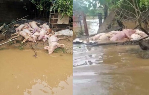 Se ahogan más de mil puercos por inundaciones en Los Santos