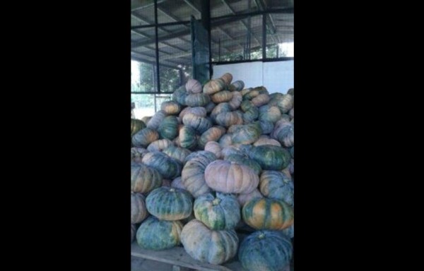 Zapallo criollo y la calabaza de pico son los más gustados por Estados Unidos y Canadá.