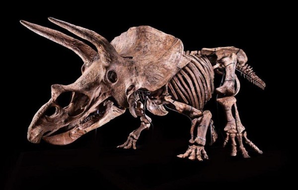 Triceratops de 66 millones de años.