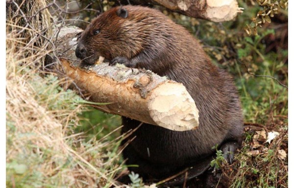 Castores y visores amenazan biodiversidad