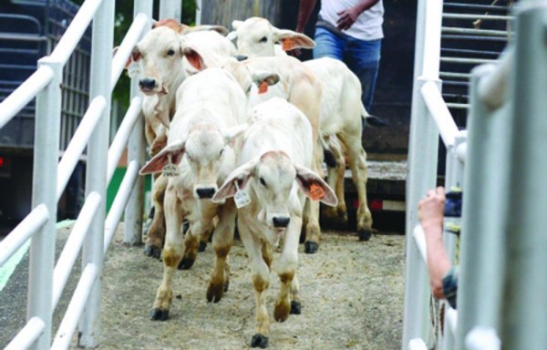 La prueba se le puede hacer a las vacas.