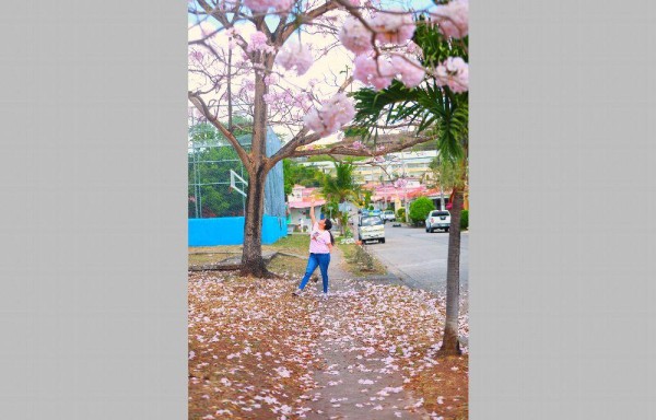 Florecen los guayacanes: color y belleza para la temporada seca