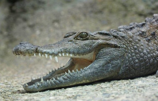 La llegó a morder en una de sus piernas.