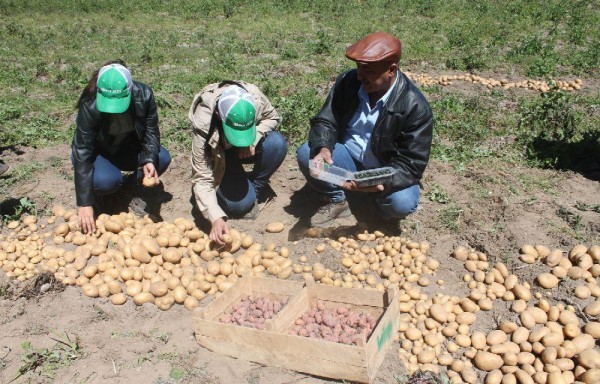 Las casas comerciales han mostrado su interés en adquirir la semilla que obtengan los productores multiplicadores.