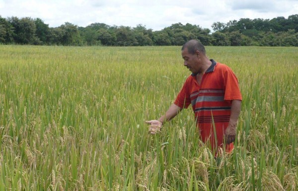 Los productores de arroz y cebolla, aseguran que perdieron hasta $25 millones por las importaciones.