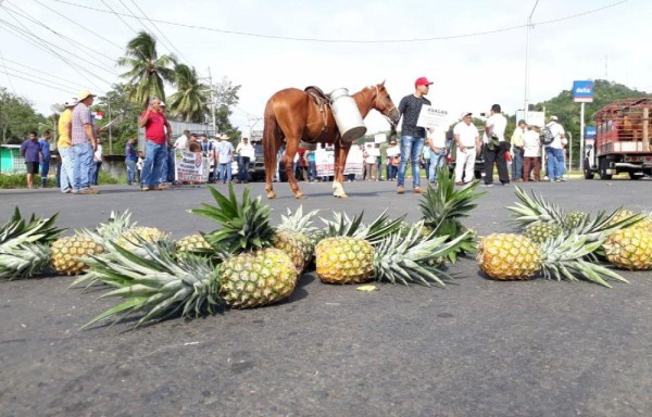 Con piñas impidieron el paso de autos en Panamá Oeste.