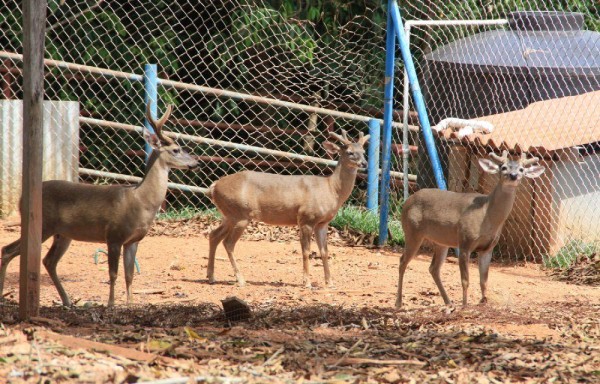 Venados son domesticados bajo estricto cuidado.