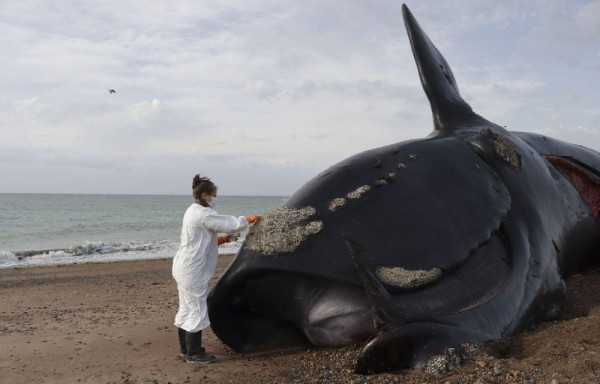 Investigadores mantienen como principal hipótesis que los decesos se deben a una intoxicación por biotoxinas.