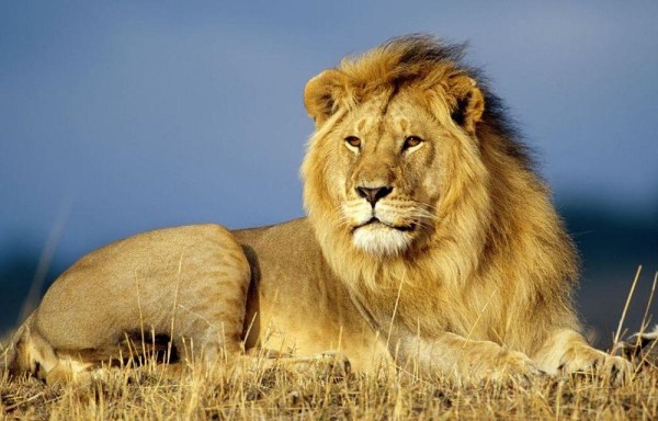 El león es una especie vulnerable, a lo largo de las dos últimas décadas ha sufrido un declive de las poblaciones.