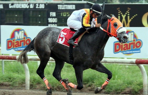 El invicto en dos salidas y ganador clásico, ‘Gatillo', es hijo de ‘Evaristo' en ‘La Muyi'.