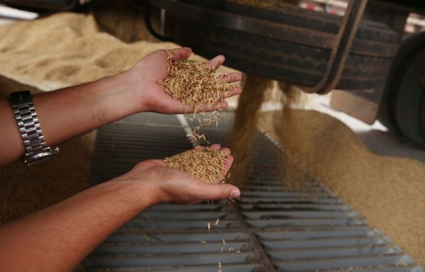 El arroz es el complemento principal en la alimentación de la mayoría de los panameños.