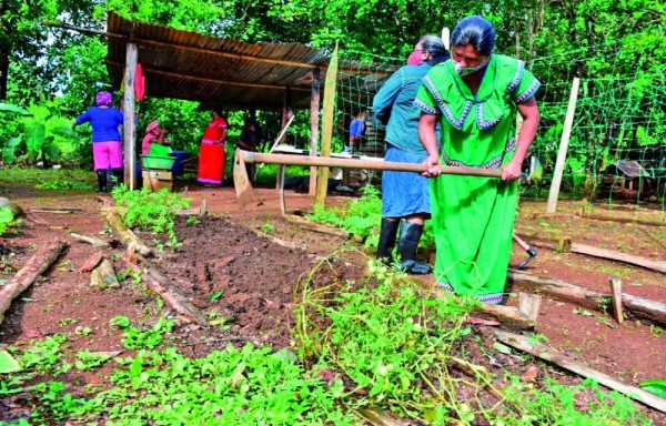 Ngäbe-Buglé, Coclé, Veraguas, Chiriquí, Los Santos y Herrara se benefician de este proyecto.