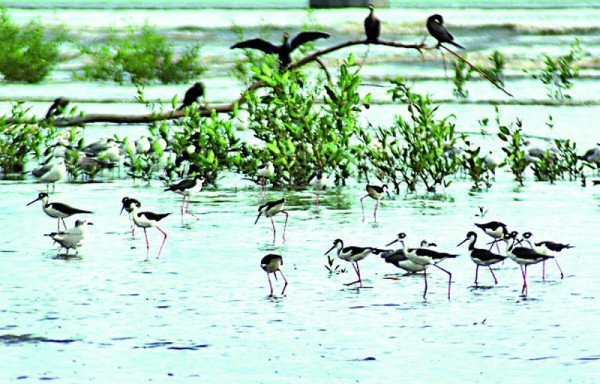 Las aves migratorias descansa en las aguas de la bahía.