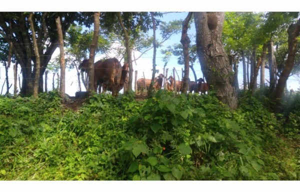 En la zona hay buena producción ganadera.