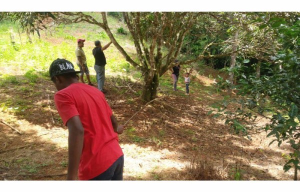 Los vecinos de cerro Macho cosechan dulces naranjas.