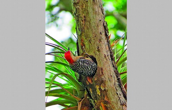 Biodiversidad y abundancia de Chiriquí