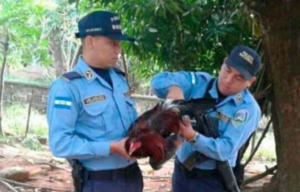 Gallo va preso por causar pelea