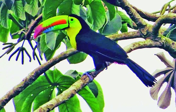 Tucanes, quetzales y muchas otras aves viven en el parque.