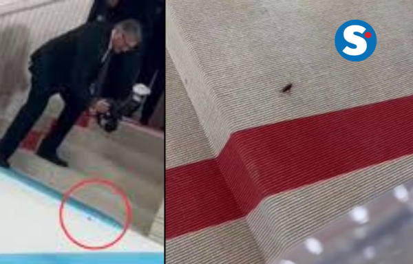 Cucaracha caminando sobre la alfombra.