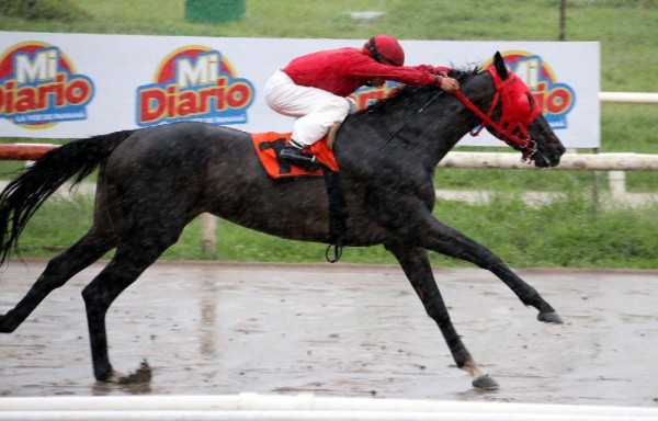 ‘Tiz Ardel' ganó fácil en su única salida a la pista del HipoRemón.