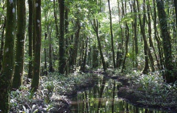 Organismos advierten que por el calentamiento se ha perdido la vida en las lagunas.