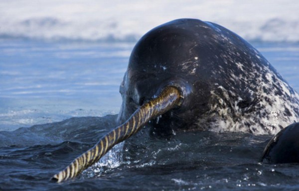 Hallan en Rusia el cráneo de un unicornio