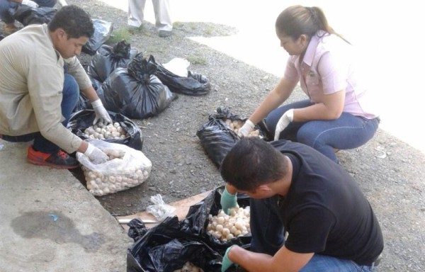 Sigue la lucha contra los delitos ecológicos.