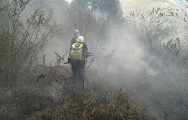 En lo que va del año 2017, los bomberos han atendido 86 incendios de masa vegetal