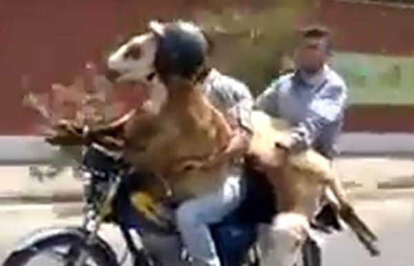 Video de oveja motorizada sorprende en las redes sociales