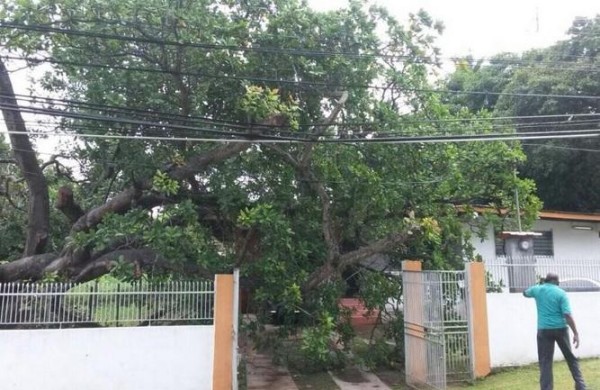 En Calle 3° de Ciudad Radial, un árbol cayó sobre una residencia.