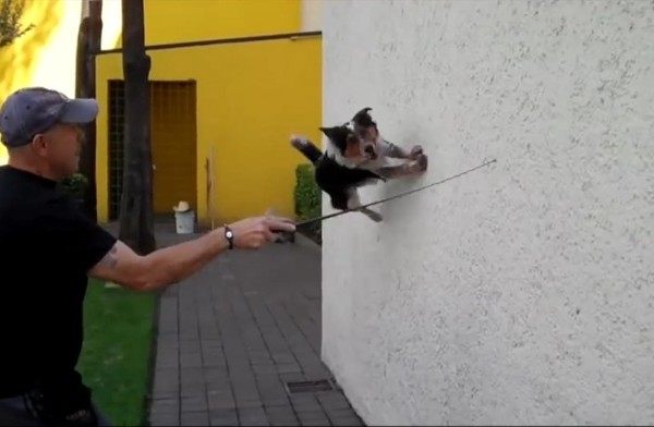 El perro obedeciendo órdenes.