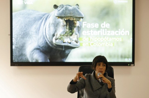 Gobierno colombiano comenzará a esterilizar hipopótamos de Pablo Escobar