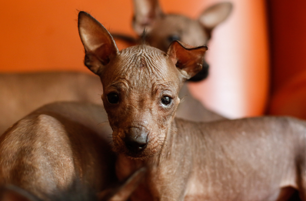 ¿Conoces al xoloitzcuintle?