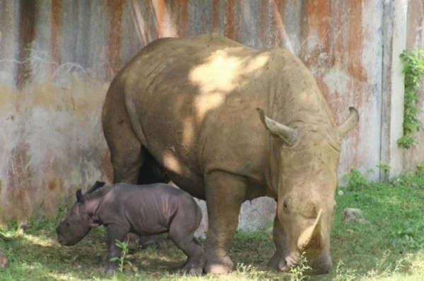 Nace la primera cría de rinoceronte blanco en Cuba 