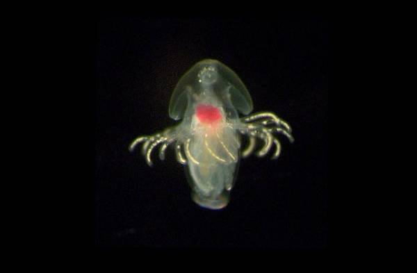 Encuentran en aguas de Panamá ocho nuevas especies de foronídeos